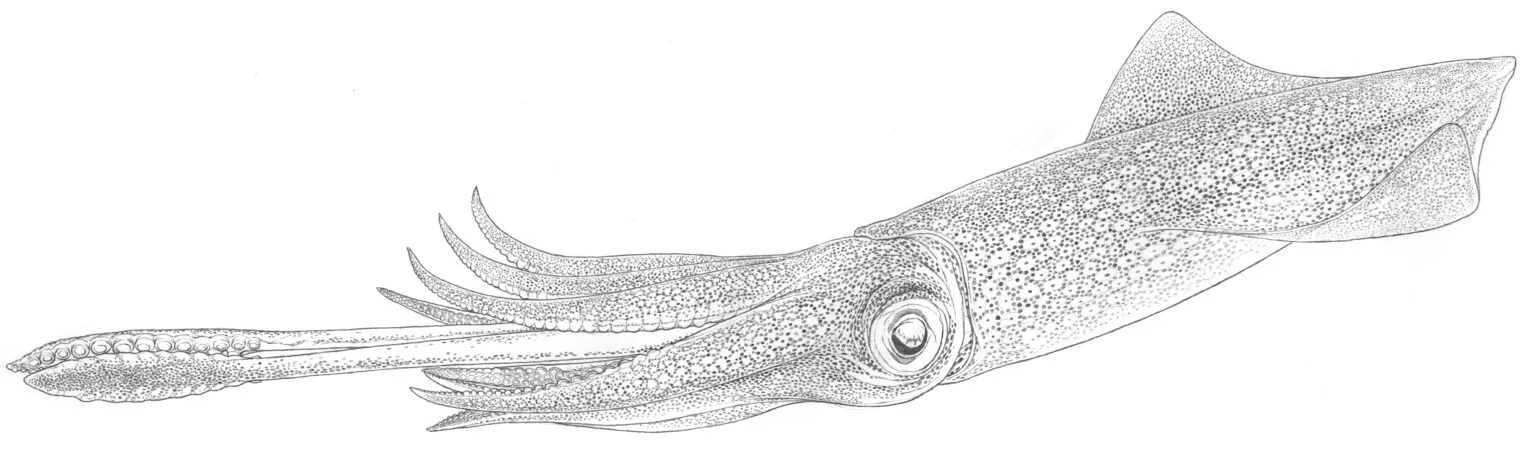 Cephalobot Soft Robot